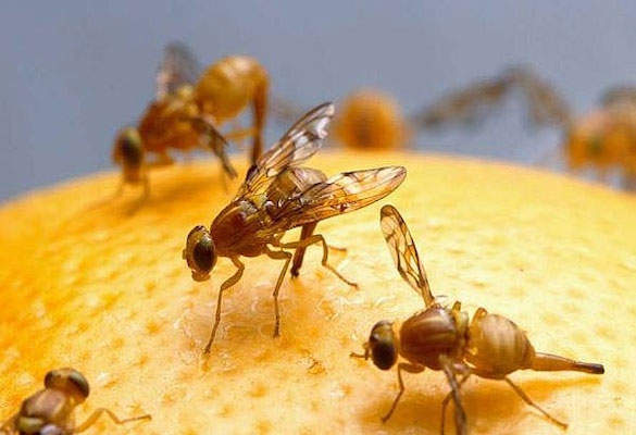 Mẹo đuổi ruồi giấm tránh xa hoa quả trong nhà bạn cần biết
