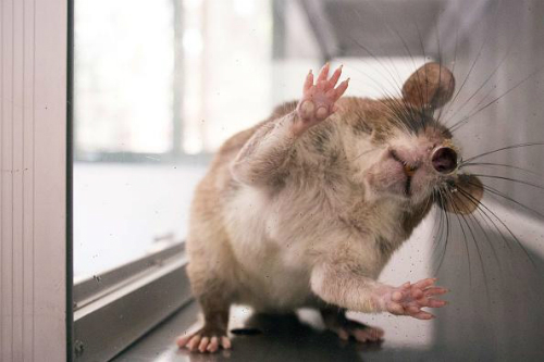 Chuột khổng lồ chẩn đoán bệnh lao hiệu quả