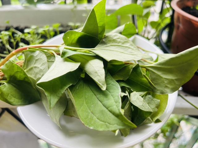 Diếp cá được ví như thuốc quý, uống chăm tóc mọc xanh như tép