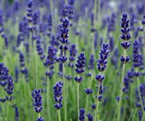 Hoa lavender quá đẹp mà thơm, lại đuổi được muỗi